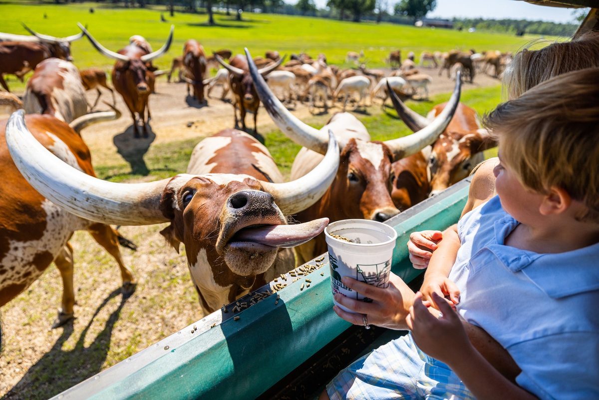 Outdoor adventure and wildlife experience in Louisiana