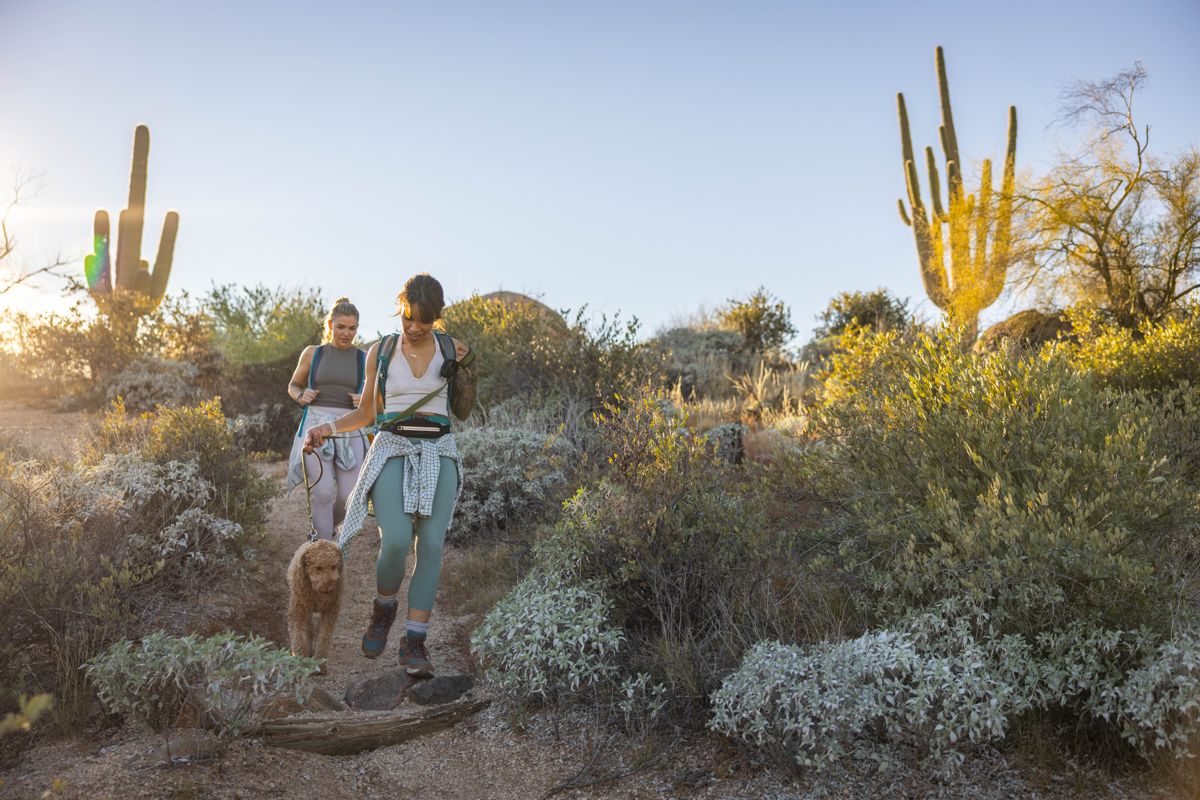 Friends and their dog hiking among saguaros